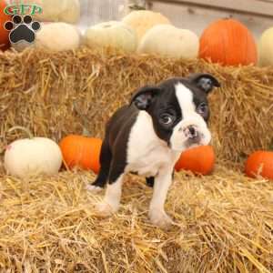 Jared, Boston Terrier Puppy